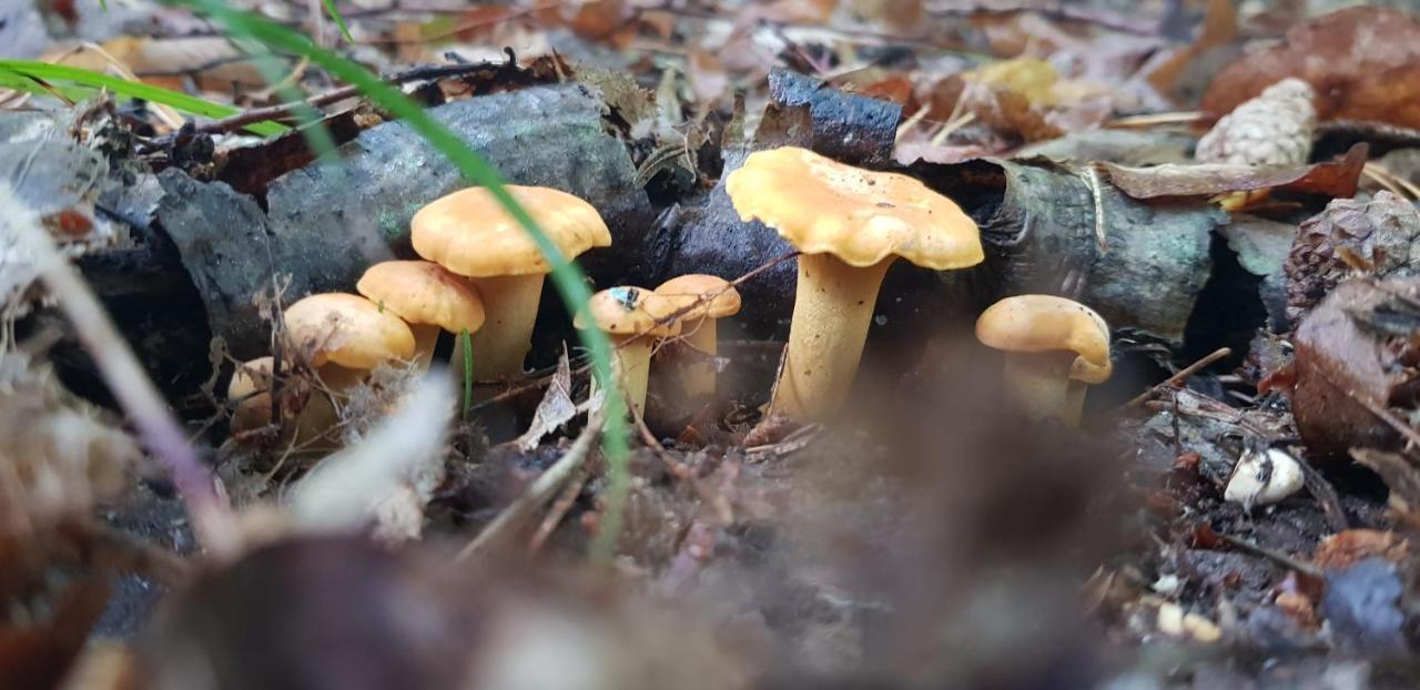 Zdalnie Z Lasu - Siedlisko W Puszczy Bialowieskiej Narewka Экстерьер фото