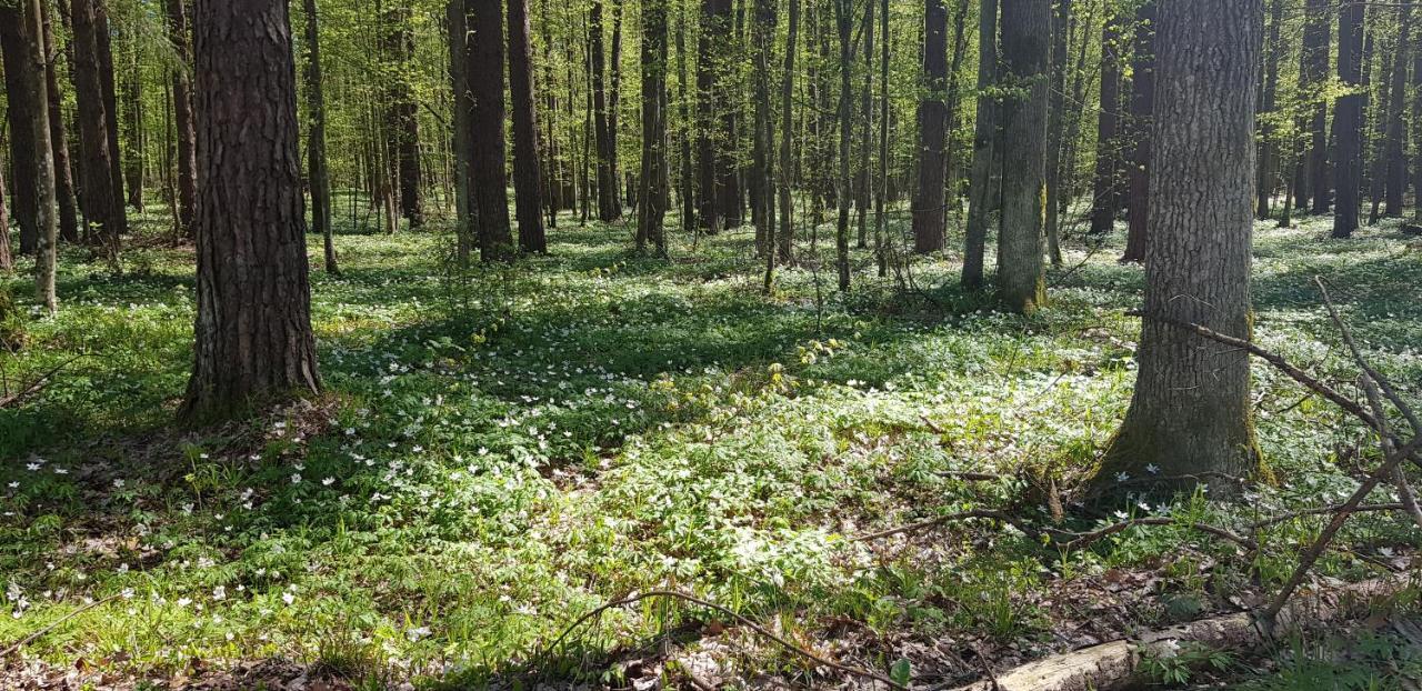 Zdalnie Z Lasu - Siedlisko W Puszczy Bialowieskiej Narewka Экстерьер фото
