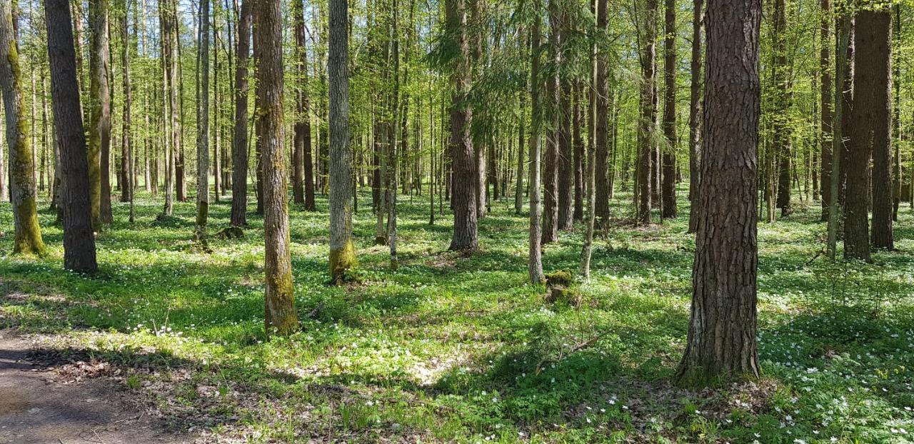 Zdalnie Z Lasu - Siedlisko W Puszczy Bialowieskiej Narewka Экстерьер фото